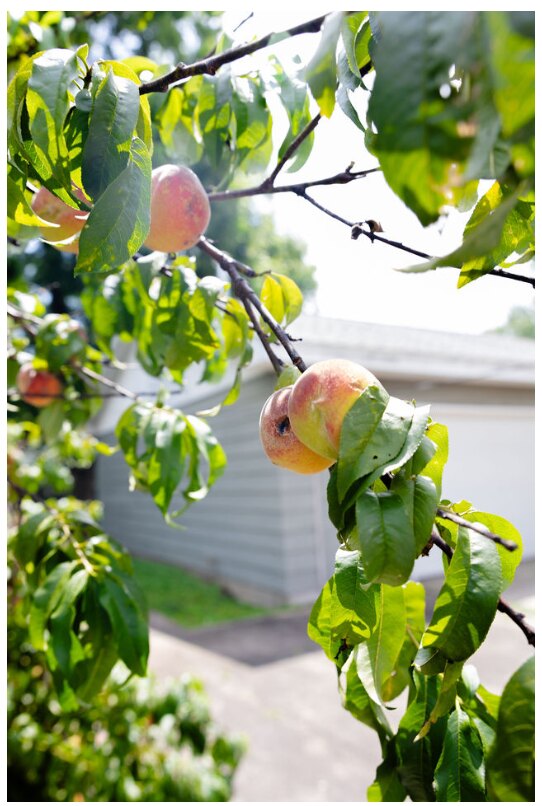 Peaches growing beside The Peach House